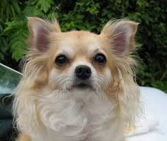 This can cause discomfort for. Long Haired Chihuahua Photos Thriftyfun