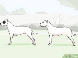 Browse 567 dogo stock photos and images available, or search for dogo argentino to find more great stock photos and pictures. 3 Ways To Identify A Dogo Argentino Wikihow Pet