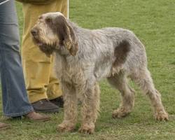 Image of Spinone Italiano dog