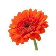 Fresh Gerbera Flower At Rs 70 Pack S Fresh Flower Id 10730670612