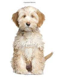 You'll need to get clear on whether you're willing to wait for a kensington tt puppy. Journal Tibetan Terrier Puppy Publications Dreamflight 9781973480341 Amazon Com Books