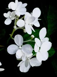 Visualizza altre idee su fiori bianchi, fiori, vestito da sposa rosa. Pin Su Fiori Bianchi White Flowers