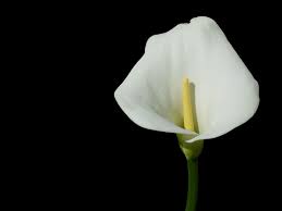Pin On Flowers