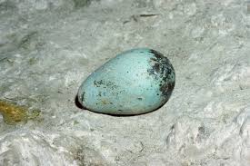 Image result for Turquoise 1983 Caloric