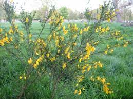 Broom Plant Lore