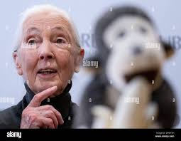 Goodall hi-res stock photography and images