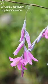Image result for Dierama formosum