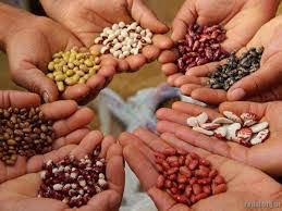 Secretaría de Desarrollo Social archivos