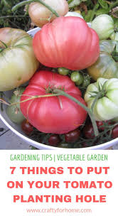 They do not perform well in heavy soil. 7 Things To Put On Tomato Planting Hole Crafty For Home