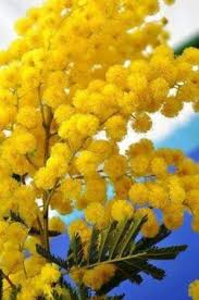 Exaltatum Mimosa Gold Review Flowering Trees Mimosa Tree Mimosa Flower