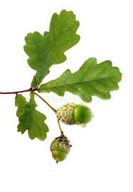 Apr 16, 2021 · red oak leaves have pointed lobes with little bristles at the tips, while the lobes on white oak leaves are rounded. Oak Branch With Acorns Oak Branch With Leaves And Acorns Isolated On White Affiliate Acorns Branch Oak Leaf Tattoos Acorn And Oak Wildflower Drawing