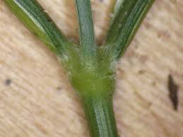 Image result for Digitaria setifolia
