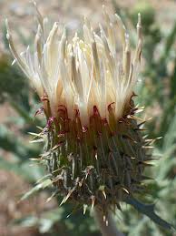Image result for Cirsium