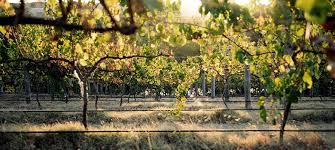 Best Margaret River Wineries And Cellar Doors Wine Selectors