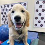 Puppy Kindergarten Class