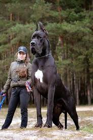I M A Sucker For Big Dogs Here Are The 5 Biggest Dogs You Have Ever Seen Check More At Http Hrenoten Com Giant Dogs Huge Dogs Dane Dog