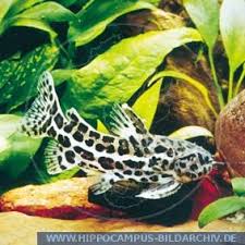 Fifth liosomadoras oncinus introduced to the 180 gallon oscar tank. Liosomadoras Oncinus Alias Softskin Catfish Jaguar Catfish Hippocampus Bildarchiv