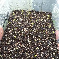 Top dressing of cacti and succulents serves several purposes. Takeaway Tek How To Germinate Cacti Seeds Herbalistics