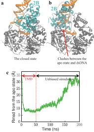 The simulation then allows you to edit the dna which will then create a new protein. Free Energy Simulations Reveal Molecular Mechanism For Functional Switch Of A Dna Helicase Elife