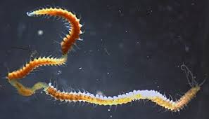 Image result for Polychaeta spp.