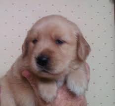 Join millions of people using oodle to find puppies for adoption, dog and puppy listings, and other pets adoption. Golden Retrievers Puppies Pets And Animals For Sale Iowa