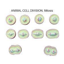 Plants and animals can both undergo the sexual and asexual process of reproduction. Animal Cell Division Meiosis Models Animal Cell Division Meiosis Modelsls Manufacturer Hospital Animal Cell Division Meiosis Modelsls Suppliers Animal Cell Division Meiosis Modelsls Hospital Animal Cell Division Meiosis Modelsls Medical