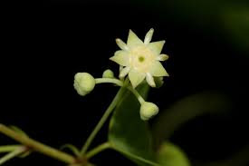 Image result for Helinus