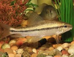 Image result for Pseudocalyx saccatus