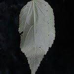 Image result for Triumfetta annua