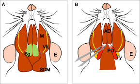 Dissection Of The Posterior Belly Of The Digastric Muscle A Head Download Scientific Diagram Download high quality rat clip art from our collection of 41,940,205 clip art graphics. posterior belly of the digastric muscle