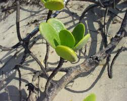 Image result for Eugenia capensis