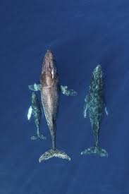 Find wallpapers and download to your most popular among our users humpback whale in collection animalare sorted by number of views. Wallpaper The Migration Of Humpback Whales Wall Mural The Migration Of Humpback Whales Artphotolimited