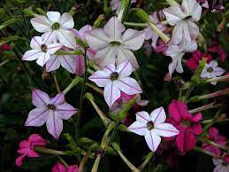 This species arrived from its native australia and found a niche in our gardens for it possesses a sweet fragrance, especially on warm summer evenings. Growing Nicotiana Information On The Nicotiana Plant