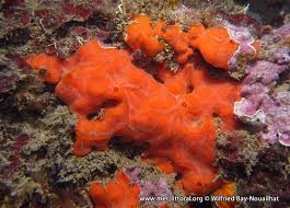 Image result for Crambe kilimandscharica