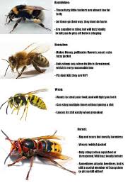 30 Of The Top Infographics From R Coolguides For You To Favorget Types Of Bees Bee Facts Bee