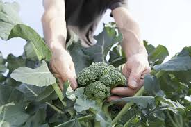 Broccoli plants will usually grow to be around two to three feet tall and roughly two to three feet wide. Broccoli Plant Growing Caring And Harvesting Guide For Beginners