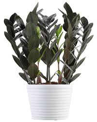 Our data suggests you should wait until cyber monday to buy most electronics because the discounts are slightly higher.) but just like tvs, selection and stock can be. Indoor Plants Walmart Com
