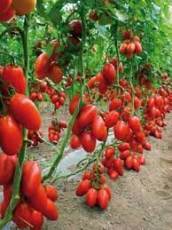 You just can't get the same intensity and sweetness from any tomato. Seedscare India San Marzano Tomato Heirloom 2 Packets Combo Pack Of 30 Seeds Buy Online In Portugal At Desertcart Pt Productid 70603202