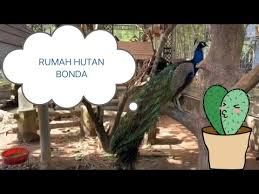 We did not find results for: Video Rozita Ibrahim