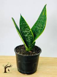 Image result for Vahadenia laurentii