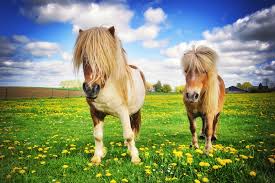 Последние твиты от my little pony (@mylittlepony). Welche Pferderassen Gibt Es Teil 3 Ponys