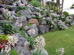 Nz Native Planting Rock Wall Gardens Rock Wall Landscape Rock Garden
