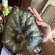 Image result for Begonia princeae