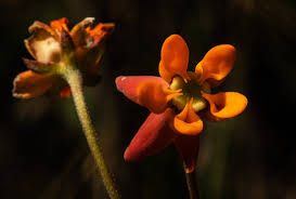 Image result for Stathmostelma pauciflorum