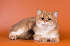 We did not find results for: Cat Age Chart How Old Is My Cat In Human Years All About Cats