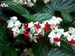 Bleeding Heart Vine Glory Bower Clerodendrum Thomsoniae Invasive Bleeding Heart Vine Bleeding Heart Creepers Plants