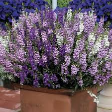 Angelonia Serena Mix Seeds Dry Garden Plants Planting Flowers