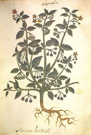 Image result for Solanum grossidentatum