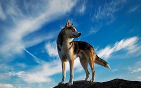 Wolf National Geographic Animals Hd Wallpaper Desktop Background Freeyuyee Animals Animal Photography Animal Wallpaper