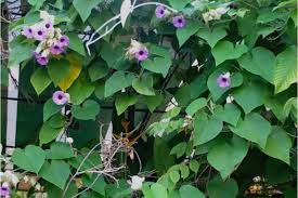 Image result for Argyreia nervosa